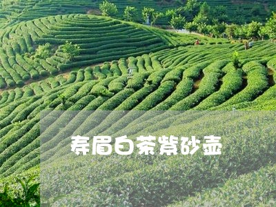 寿眉白茶紫砂壶/2023112591614