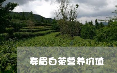 寿眉白茶营养价值/2023061918382