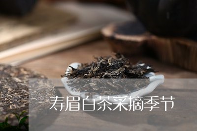 寿眉白茶采摘季节/2023061965050