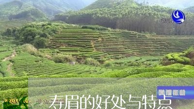 寿眉的好处与特点/2023090834159