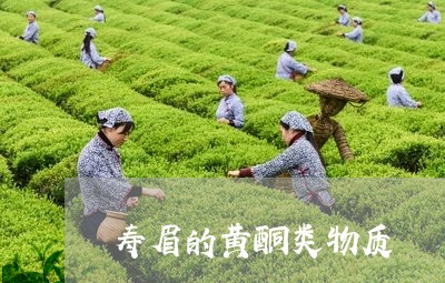 寿眉的黄酮类物质/2023062007279