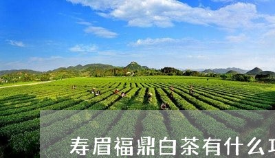 寿眉福鼎白茶有什么功效/2023111590503