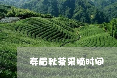 寿眉秋茶采摘时间/2023090838262