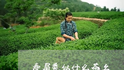 寿眉类似什么茶名/2023090856371