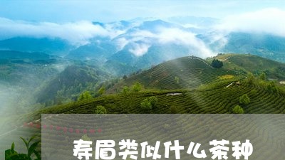 寿眉类似什么茶种/2023062097049