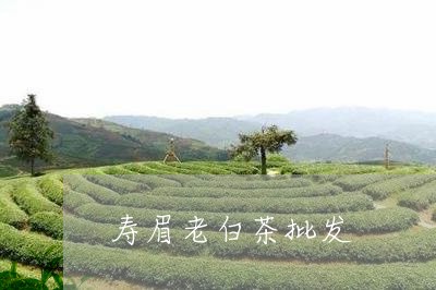 寿眉老白茶批发/2023112427613