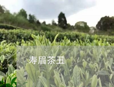 寿眉茶丑/2023082752935