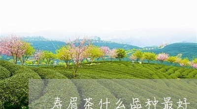 寿眉茶什么品种最好/2023091469582