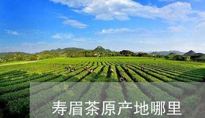 寿眉茶原产地哪里/2023090869571