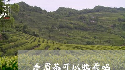 寿眉茶可以收藏吗/2023090857261