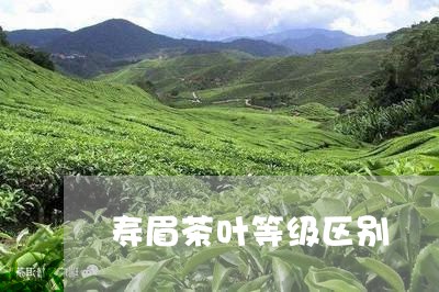 寿眉茶叶等级区别/2023090804184