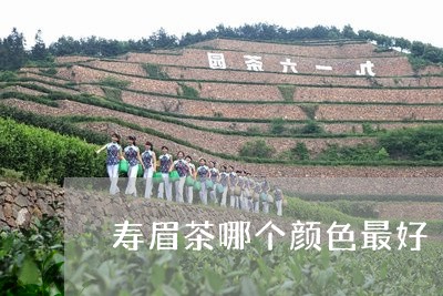 寿眉茶哪个颜色最好/2023120415149