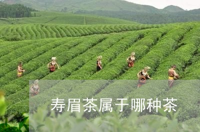 寿眉茶属于哪种茶/2023090876148