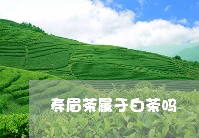 寿眉茶属于白茶吗/2023090825148