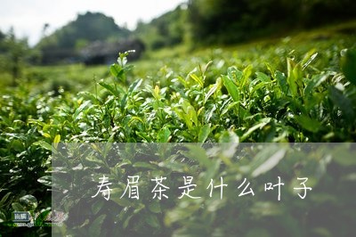 寿眉茶是什么叶子/2023062049492