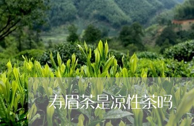 寿眉茶是凉性茶吗/2023062094805