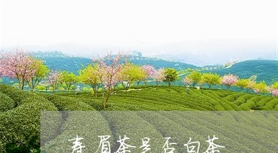 寿眉茶是否白茶/2023082528370