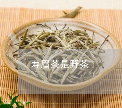 寿眉茶是野茶/2023051254260