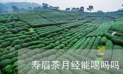 寿眉茶月经能喝吗吗/2023120442816