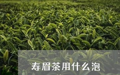 寿眉茶用什么泡/2023112518271