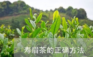 寿眉茶的正确方法/2023062067251