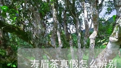 寿眉茶真假怎么辨别/2023120479492