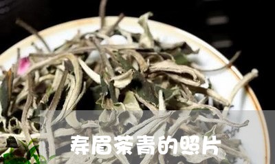 寿眉茶青的照片/2023112455926