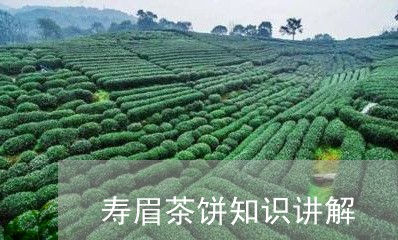 寿眉茶饼知识讲解/2023062039694