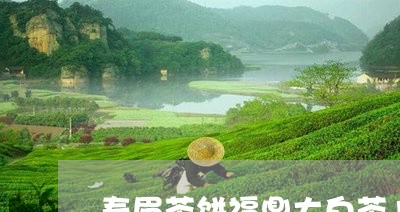 寿眉茶饼福鼎大白茶100克/2023111637261