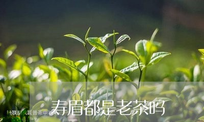 寿眉都是老茶吗/2023112446038