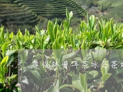 尊福林普洱茶冰岛茶好喝吗/2023112425149