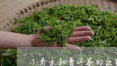 小乔木和普洱茶的区别/2023062227150