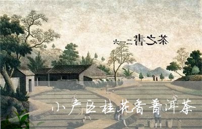 小产区桂花香普洱茶/2023120447269