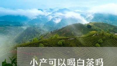 小产可以喝白茶吗/2023062000582