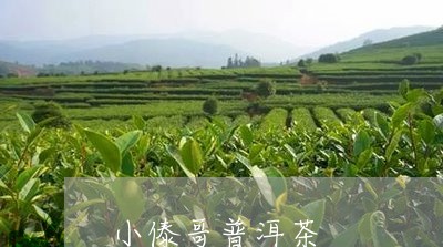 小傣哥普洱茶/2023042590307