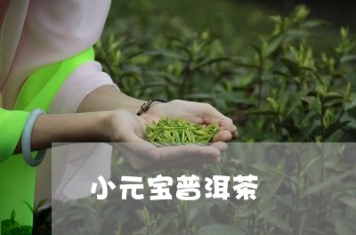 小元宝普洱茶/2023042664616