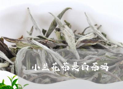 小兰花茶是白茶吗/2023062025735