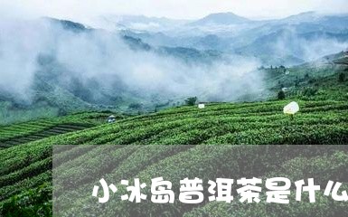 小冰岛普洱茶是什么意思/2023050599483