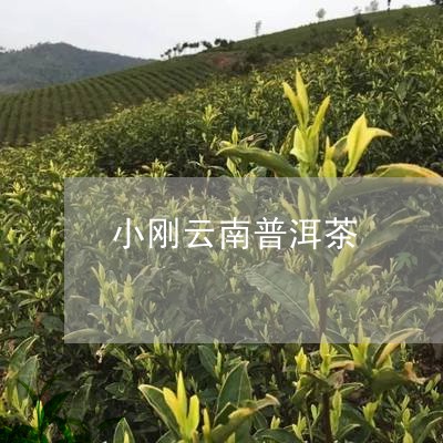 小刚云南普洱茶/2023120306137