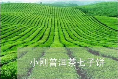 小刚普洱茶七子饼/2023120499573