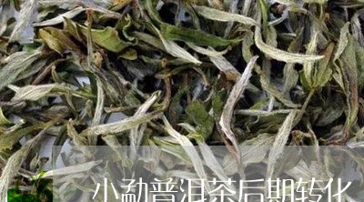 小勐普洱茶后期转化/2023073159693