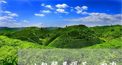 小包装普洱茶一次泡多少/2023102571916