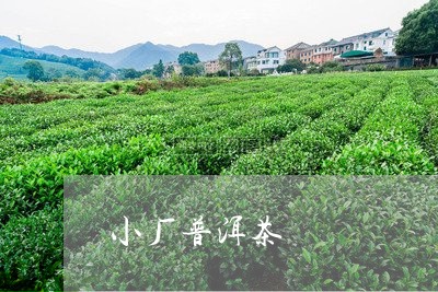 小厂普洱茶/2023090647492