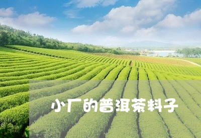 小厂的普洱茶料子/2023081604289