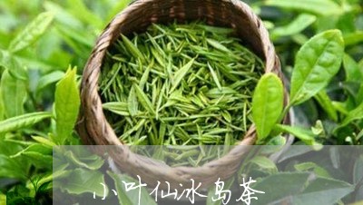 小叶仙冰岛茶/2023090717240