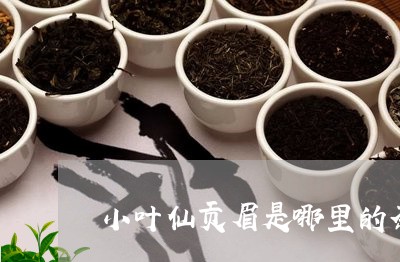 小叶仙贡眉是哪里的茶/2023120860573