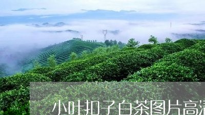 小叶扣子白茶图片高清/2023100102927