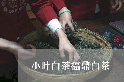 小叶白茶福鼎白茶/2023062042682