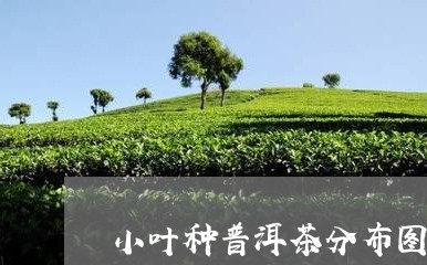 小叶种普洱茶分布图片/2023120675156