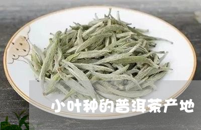 小叶种的普洱茶产地/2023120561583